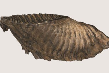 Zub mamuta z okolia Komárna