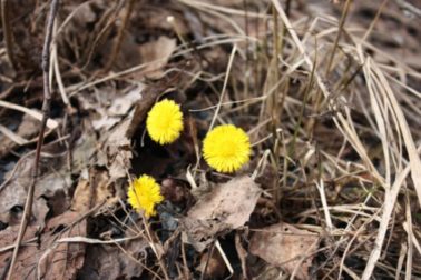 first flowers