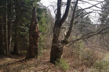 IMG_20200424_163344_resized_20200425_105117373