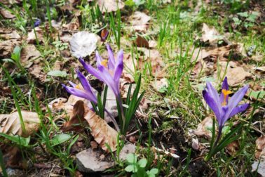 IMG_20200424_163404_resized_20200425_105129770