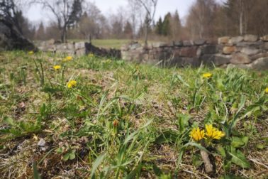 IMG_20200424_163840_resized_20200425_105204956