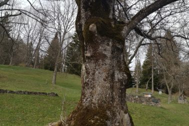 IMG_20200424_165057_resized_20200425_105257767