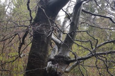 IMG_20200501_140509_resized_20200502_105521802