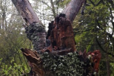 IMG_20200501_140650_resized_20200502_105506144