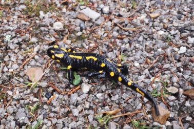 IMG_20200501_140742_resized_20200501_094409225