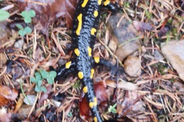 IMG_20200501_140758_resized_20200501_094426044