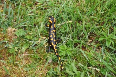 IMG_20200501_145248_resized_20200501_094536634