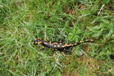 IMG_20200501_145254_resized_20200501_094552250