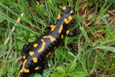 IMG_20200501_145335_resized_20200501_094609970