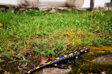 IMG_20200501_154547_resized_20200501_094737829