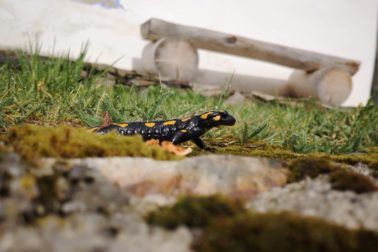 IMG_20200501_154717_resized_20200501_094833673