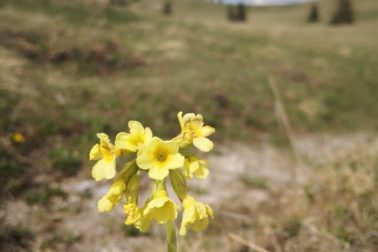 IMG_20200509_153153_resized_20200509_113433171