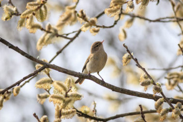 01_Juraj Vysoký_kolibkárik čipčavý