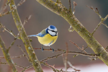 02_Juraj Vysoký_sýkorka_belasá