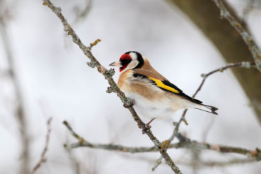 03_Juraj Vysoký_stehlík obyčajný