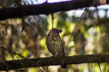 05_Martin Babarík_drozd plavý