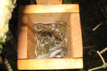 06_Štefan Jančo_hniezdo