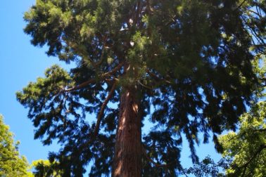 IMG_20200606_142418_resized_20200606_115619959