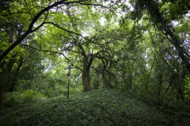 3 maklura pomarancova