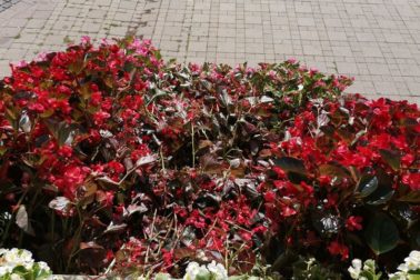 118735521_1085401841855054_3613255682808950037_o