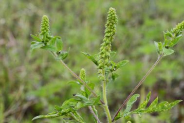 Ambrózia palinolistá