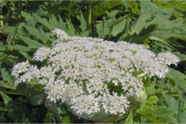 Boľševník obrovský