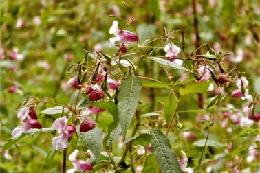 Netýkavka žliazkatá