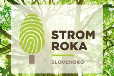 strom roka1