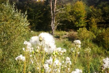 IMG_20201010_125045_resized_20201010_095932505