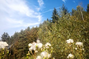 IMG_20201010_125058_resized_20201010_095954401