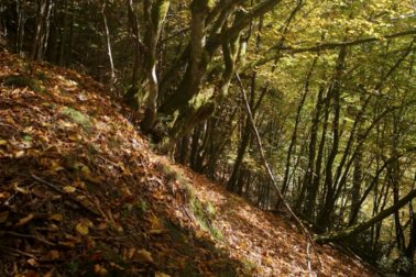 IMG_20201010_125817_resized_20201010_100011684