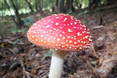 IMG_20201010_130831_resized_20201010_100025113