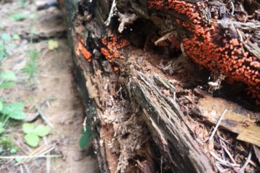 IMG_20201010_131403_resized_20201010_100046006