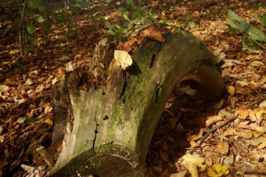 IMG_20201010_132053_resized_20201010_100113893