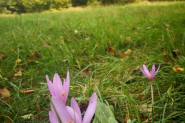 IMG_20201010_132130_resized_20201010_100126879