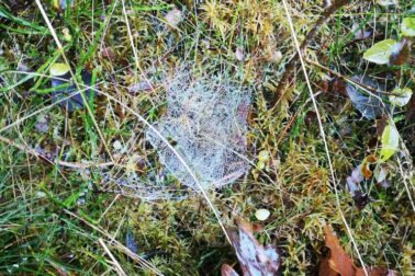 IMG_20201107_144533_resized_20201107_115417205