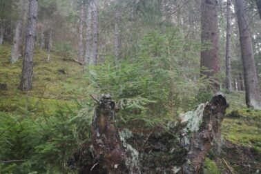 IMG_20201107_144703_resized_20201107_113748272