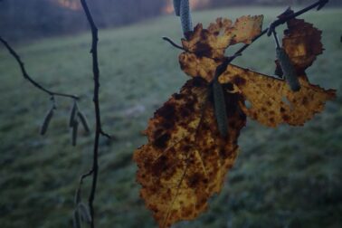 IMG_20201107_150316_resized_20201107_113608621