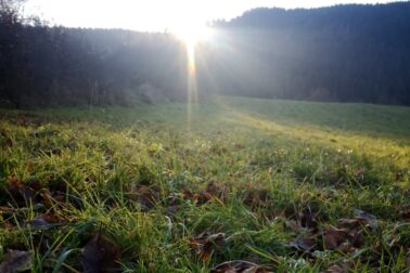 IMG_20201107_151546_resized_20201114_052130570