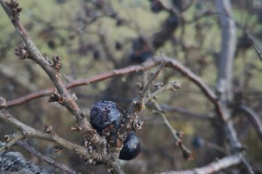 IMG_20201107_151928_resized_20201114_052109003