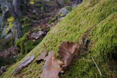 IMG_20201107_153044_resized_20201114_052053055