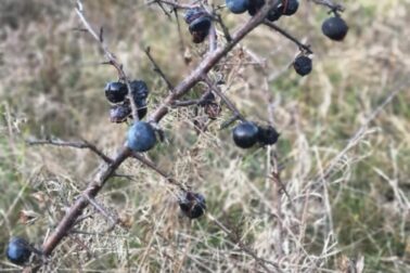 IMG_20201107_160107_resized_20201114_052015216