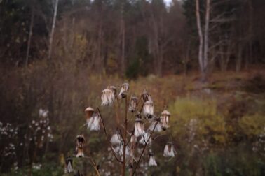 IMG_20201107_161941_resized_20201114_051909416