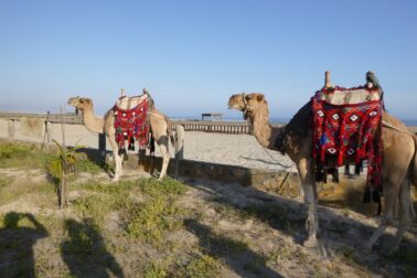 149794772_10216334159980832_1074942071063678003_o