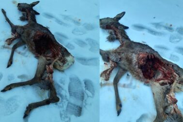 Strhnutý srnec na suchom vrchu