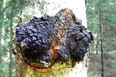 chaga