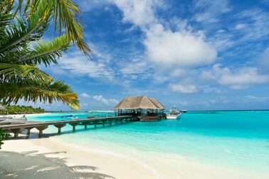 maldivy