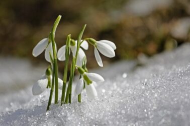 snezienka-februar