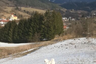 IMG_20210313_154737_resized_20210314_122140386