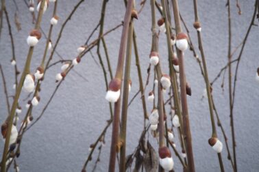 IMG_20210313_172014_resized_20210314_121940933